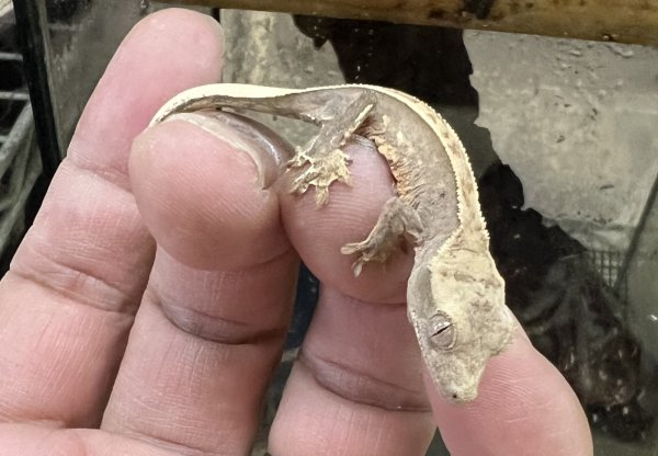 画像4: クレステッドゲッコー ハーレクインNo.4 (4)