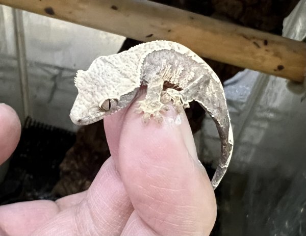 画像2: クレステッドゲッコー ハーレクインNo.5 (2)