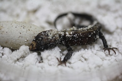 モトイカブトトカゲの赤ちゃんが生まれました