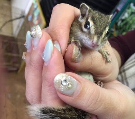 シマリス ベビーが入荷しました