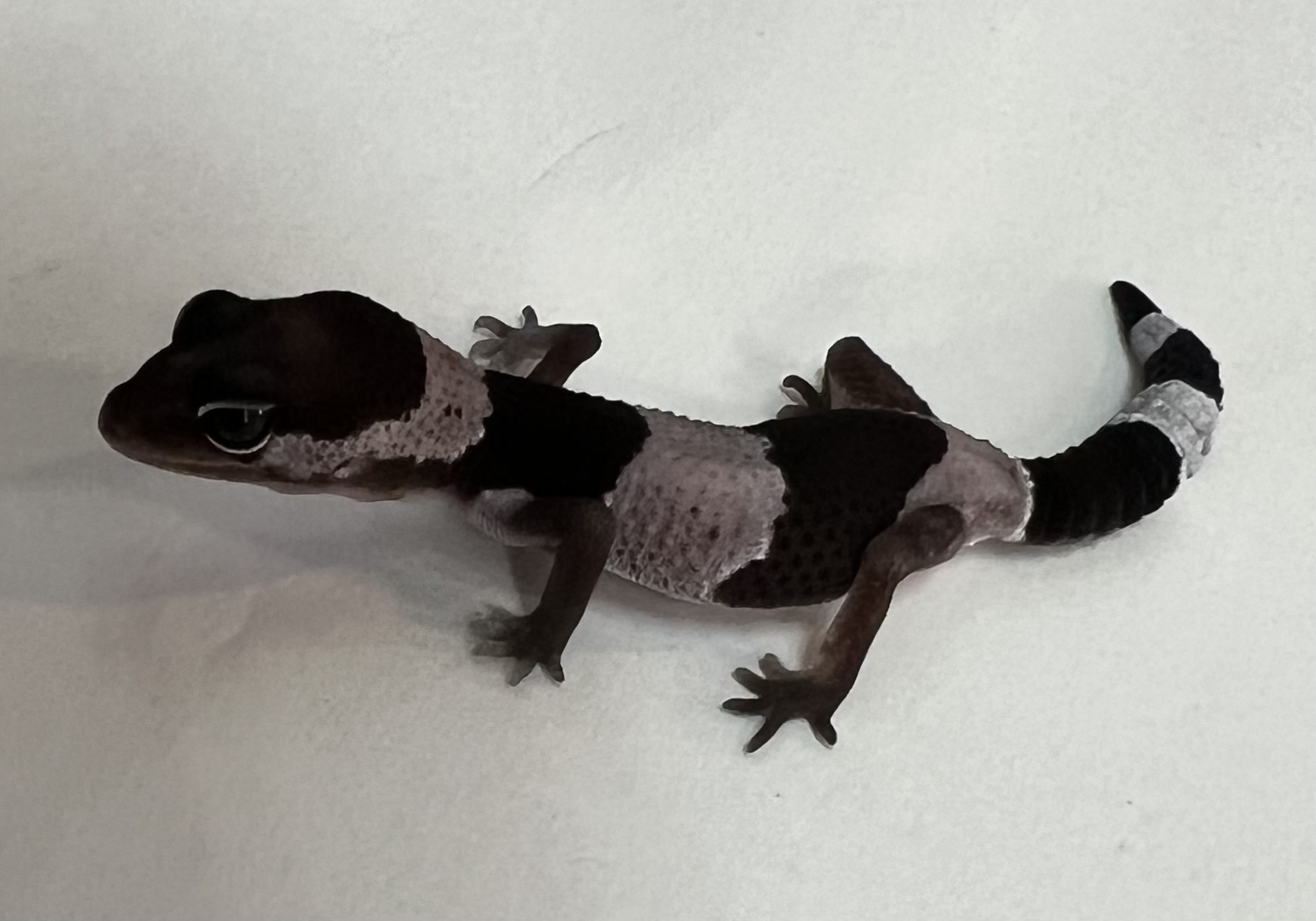 ニシアフリカトカゲモドキ、ヒョウモントカゲモドキ、ファイアスキンク、サンドフィッシュスキンク、バジェットフロッグ、ヒョウモンリクガメが入荷しました。