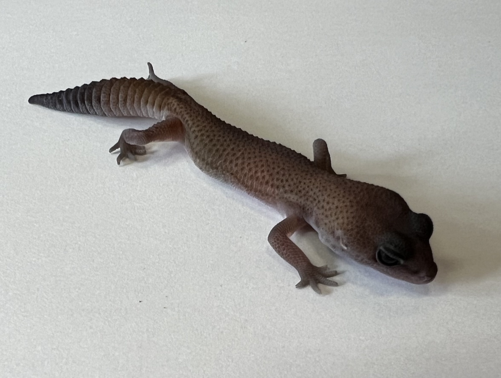 ニシアフリカトカゲモドキ、ヒョウモントカゲモドキ、ミヤコヒキガエル、バジェットフロッグが入荷しました。