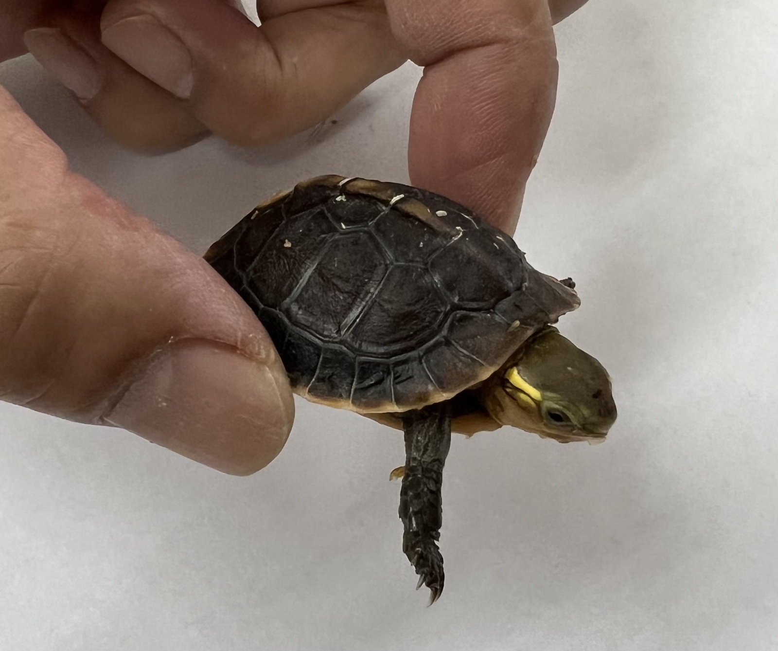 チュウゴクセマルハコガメが入荷しました。