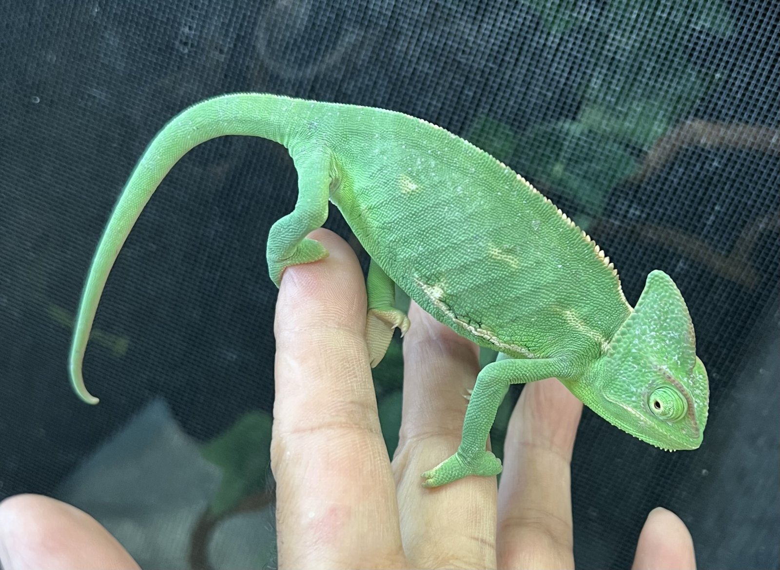 ブルー血統エボシカメレオンが入荷しました。