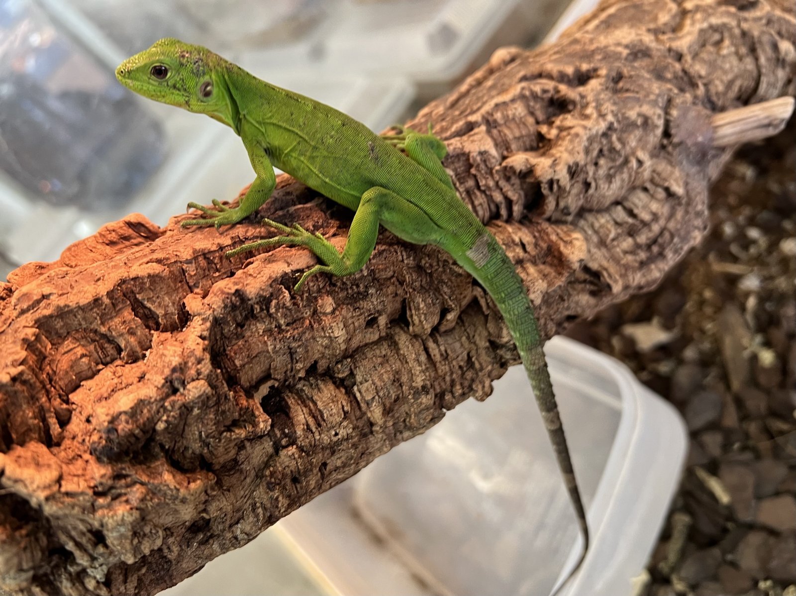 バナナスパイニーテールイグアナ、オルナータナイルモニター、フトアゴヒゲトカゲ、アカメカブトトカゲ、ケヅメリクガメ、バジェットフロッグが入荷しました。