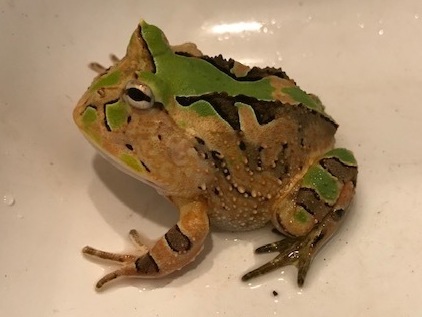 コケゾン ホオコケアマゾンツノガエル カメレオン ハート コケゾン ホオコケアマゾンツノガエル カメレオン ハート