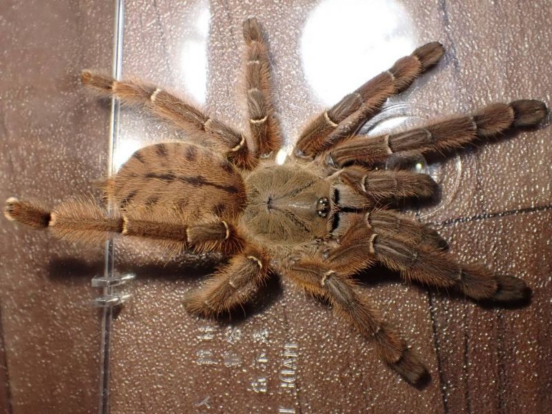 ピーチツリースパイダー フルアダルト♀ Phormingochilus sp